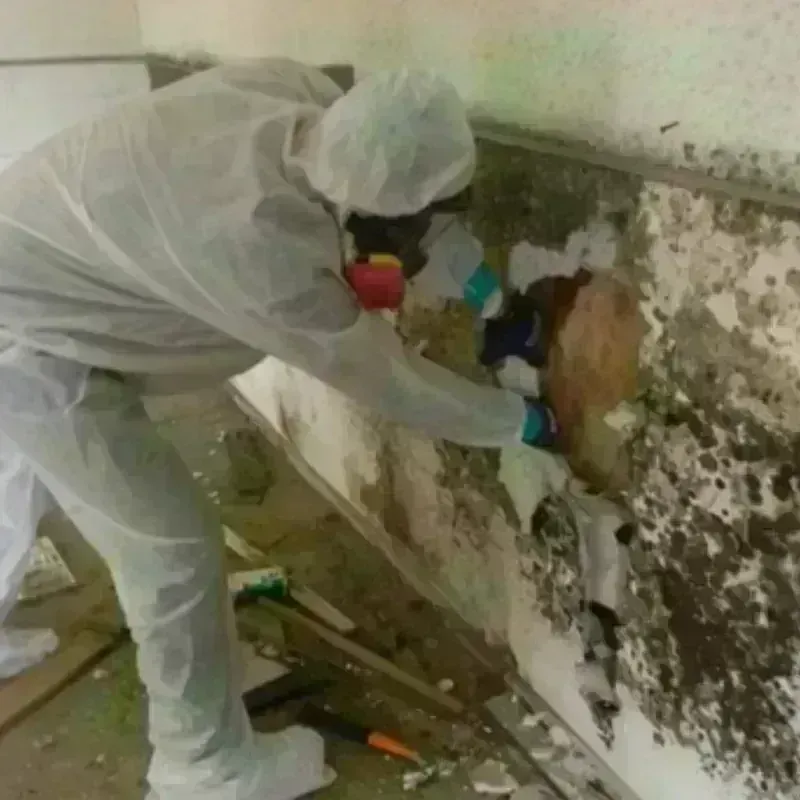 Mold Remediation and Removal in Burgaw, NC